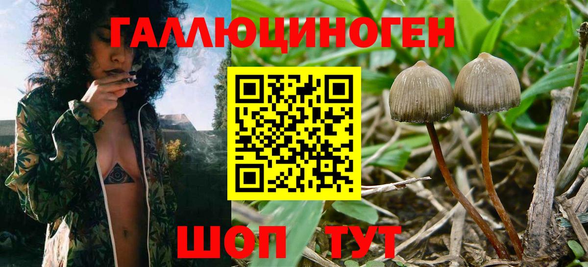Псилоцибиновые грибы прущие грибы Славянск-на-Кубани